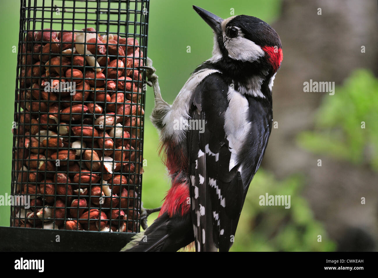Specht vogelfutterhaus Fotos und Bildmaterial in hoher Auflösung Alamy