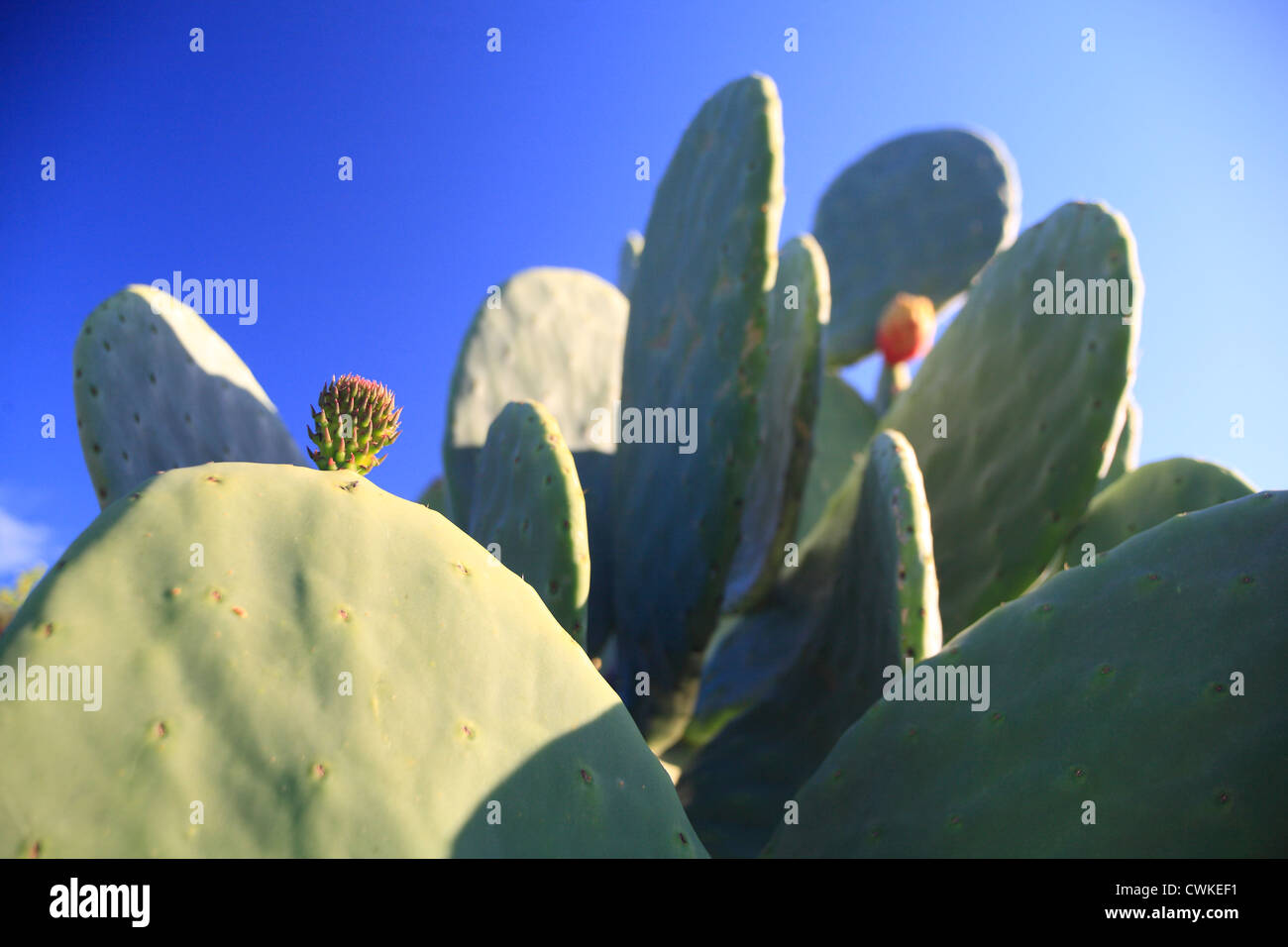 Kaktusfeige hautnah mit Knospe vor tiefblauem Himmel. Indische Feigen - Opuntia Ficus Indica. Stockfoto