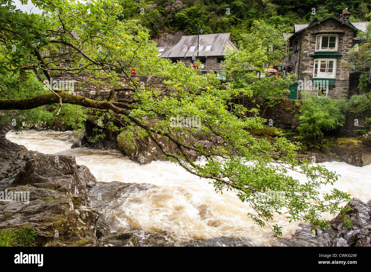 BETWS-Y-COED, Wales — der Afon Llugwy (Fluss Llugwy) fließt durch das Dorf Betws-y-Coed im Snowdonia-Nationalpark, Nordwales, Vereinigtes Königreich. Die Stromschnellen des Flusses, die durch starke Regenfälle geschwollen sind, demonstrieren die raue Kraft der Natur und schaffen eine dramatische Szene in dieser beliebten Wanderbasis im Herzen von Snowdonia. Stockfoto