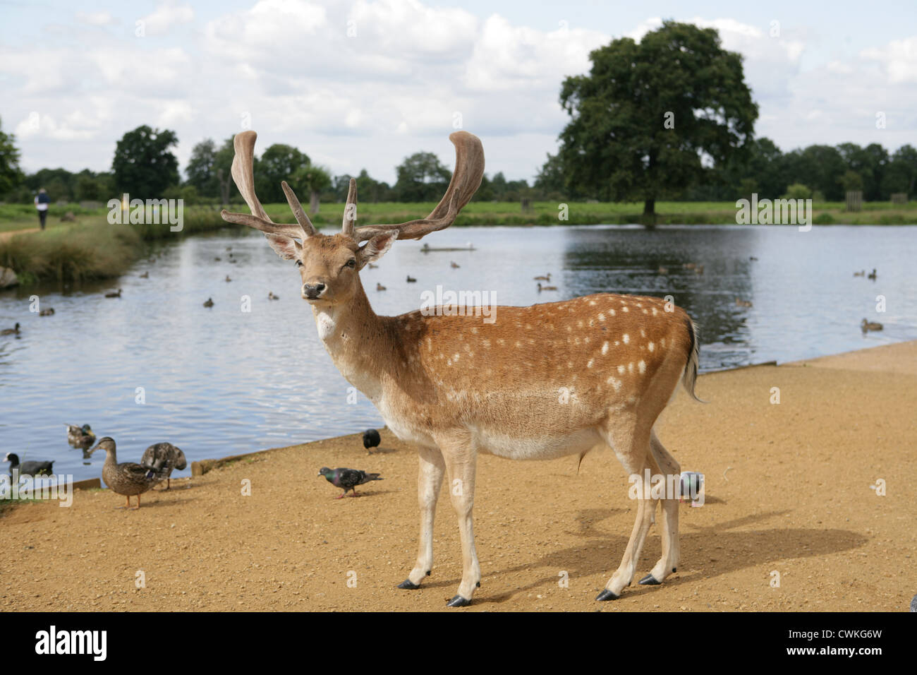 Damhirsch Dama Dama einzigen erwachsenen männlichen stehend von einem See Bushy Park, London, UK Stockfoto