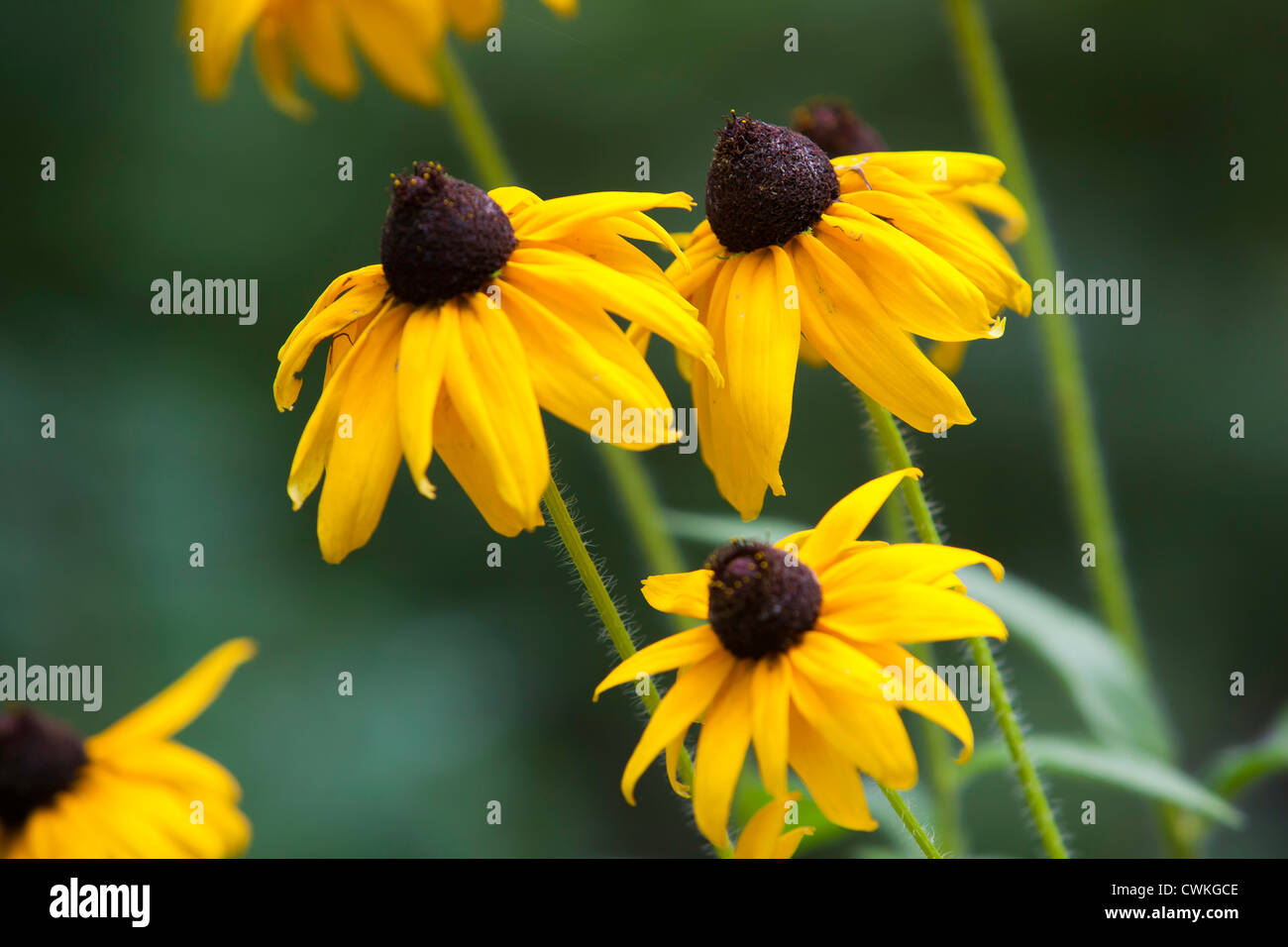 Eine kleine Gruppe von drei leuchtend gelb schwarz eyed Susans. Stockfoto