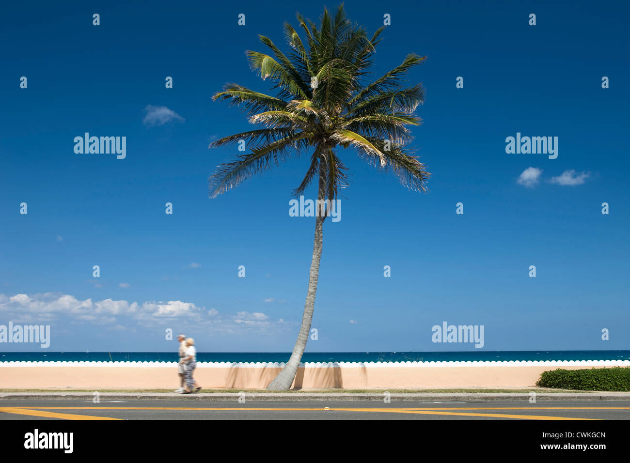 EINSAMER PALM TREE SOUTH OCEAN BOULEVARD PROMENADE PALM BEACH FLORIDA USA Stockfoto