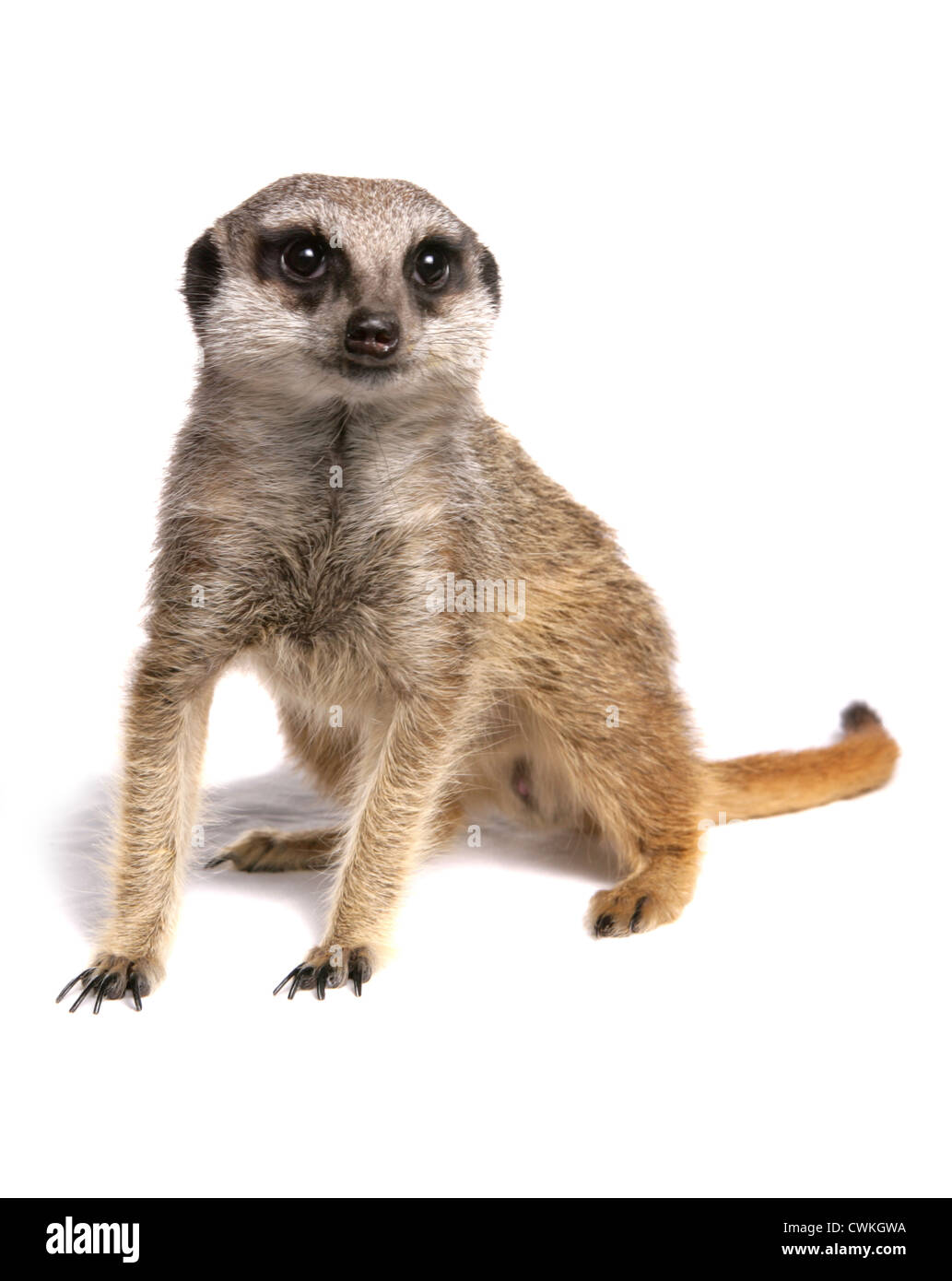 Meerkat Suricata Suricatta alleinstehende Erwachsene in einem Studio UK Stockfoto