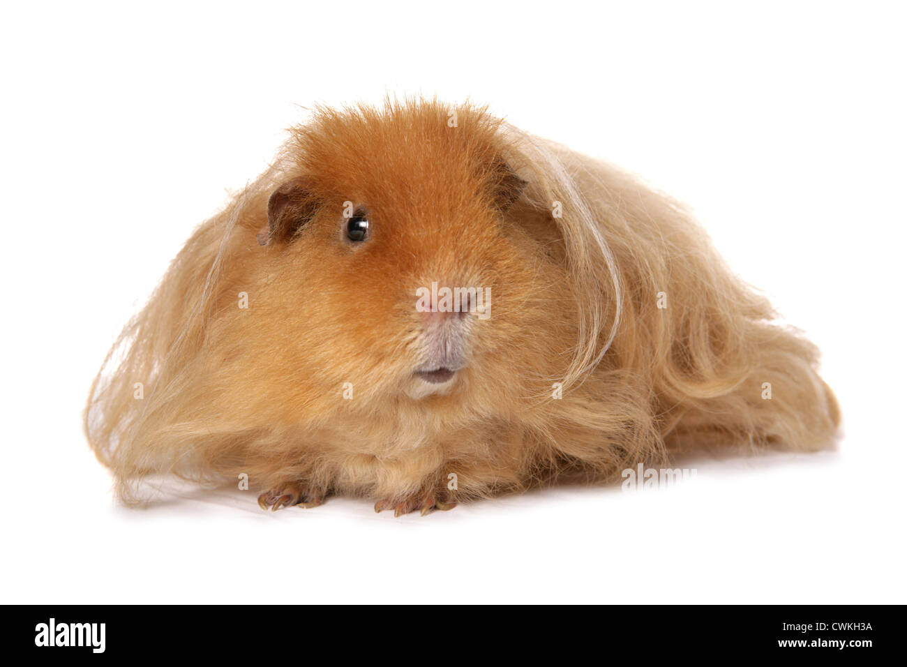 Alleinstehende Erwachsene Meerschweinchen in einem studio Stockfoto