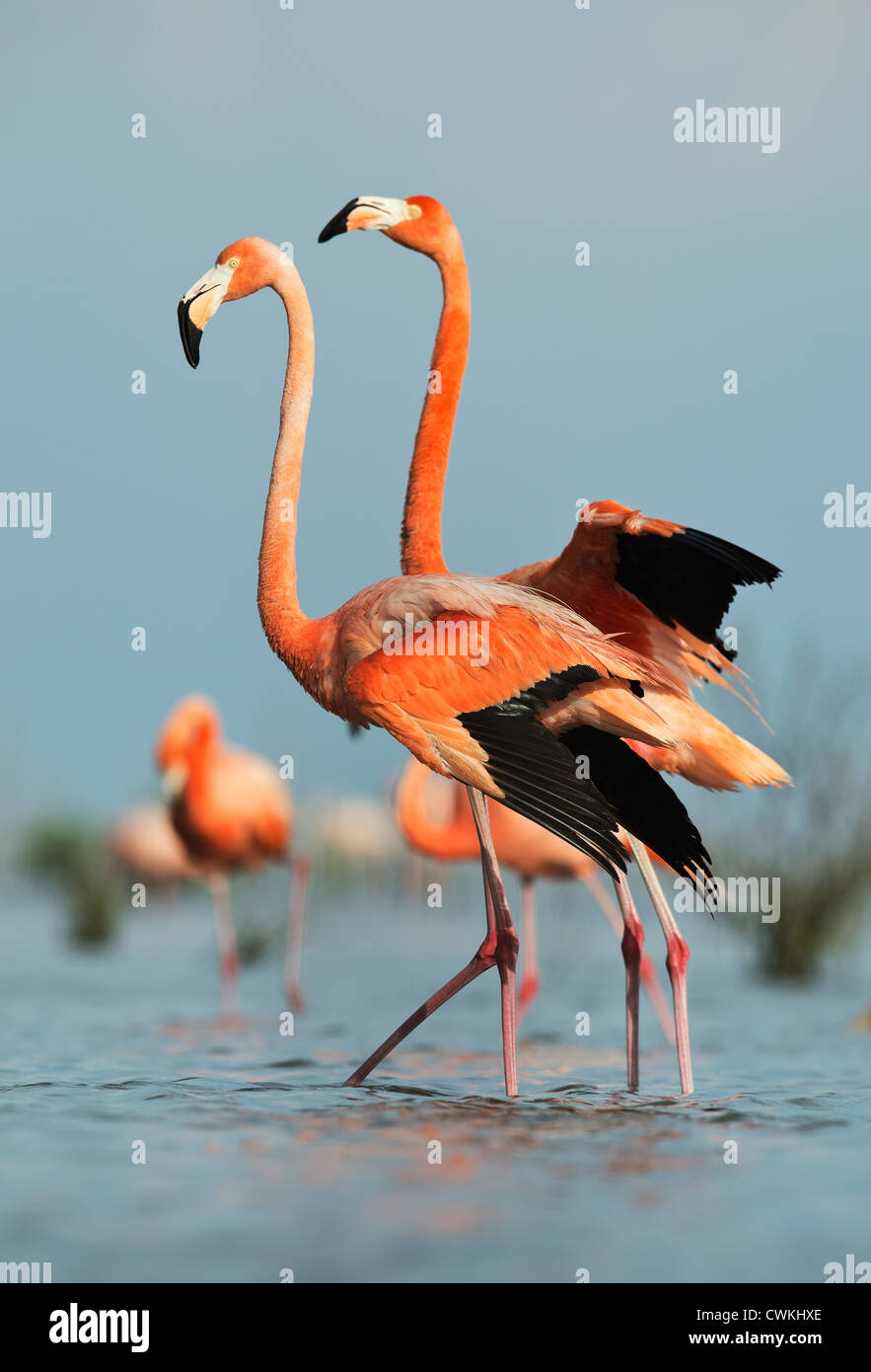 Karibik Flamingo Stockfoto