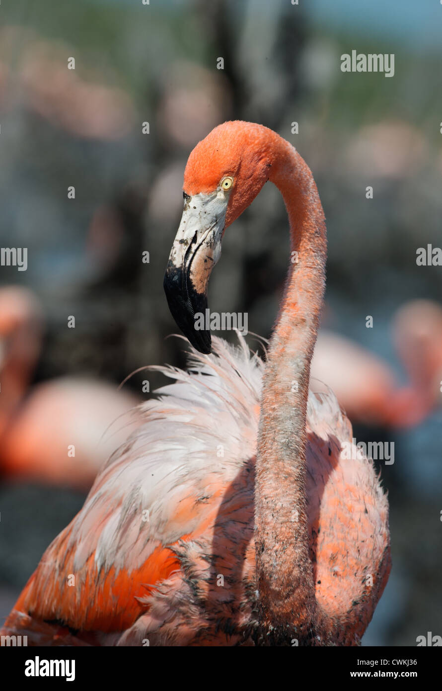 Der amerikanische Flamingo (Phoenicopterus Ruber) Stockfoto