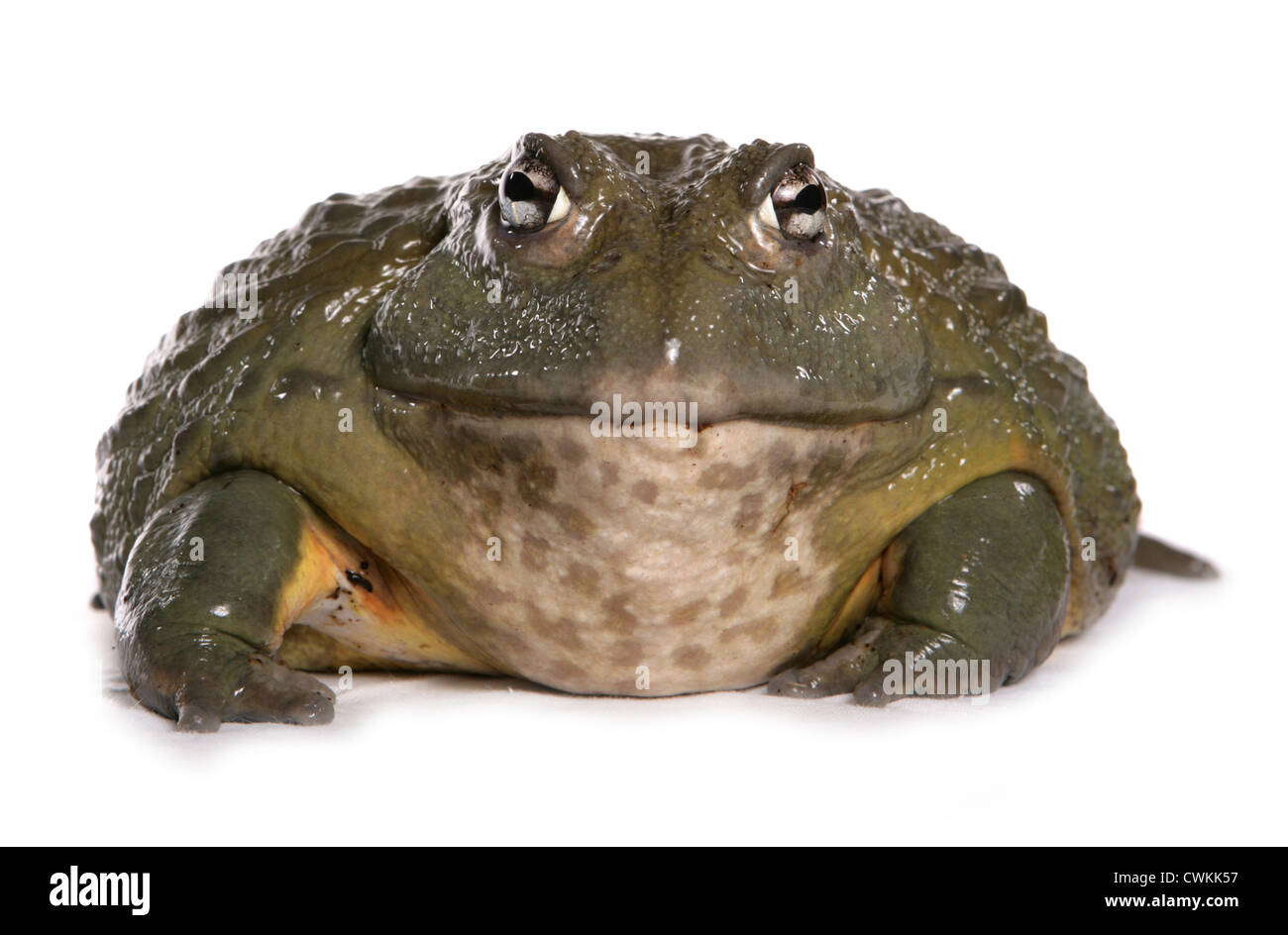 Riesige afrikanische Ochsenfrosch Pyxicephalus Adspersus alleinstehende Erwachsene in einem Studio UK Stockfoto