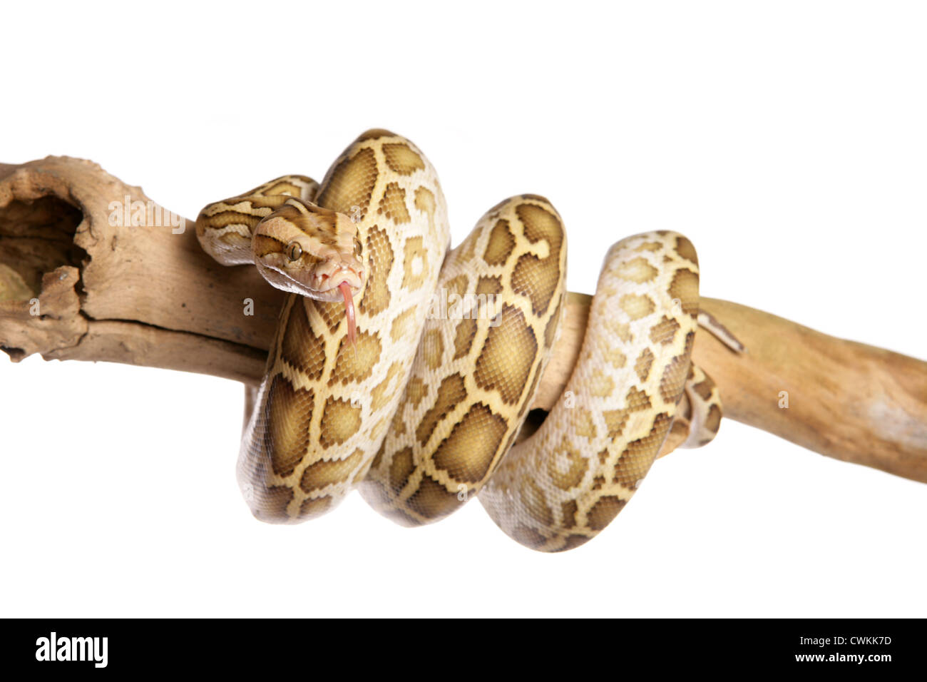 Albino burmesischen Python Python aus Bivittatus alleinstehende Erwachsene auf einem Ast im studio Stockfoto