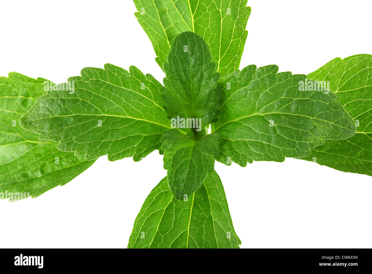 Stevia-Pflanze isoliert auf weißem Hintergrund Stockfoto