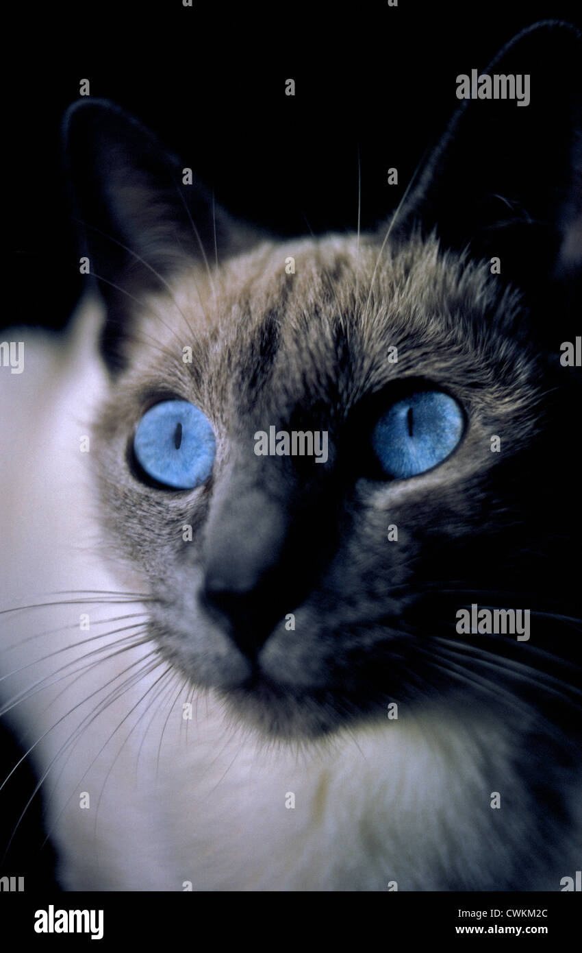 Die blauen Augen des eine siamesische Katze sind ein bekannter Bestandteil dieser kurzhaarige domestizierte Katze, die von asiatischer Herkunft aus Thailand, einmal bekannt als Siam ist. Stockfoto