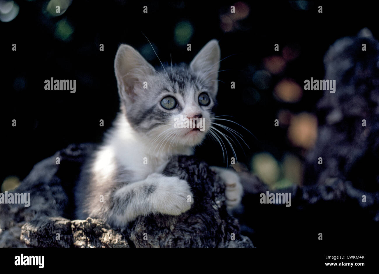 Eine niedliche und neugierige Kätzchen blickt aus einer Bohrung in einem alten Baumstamm. Stockfoto