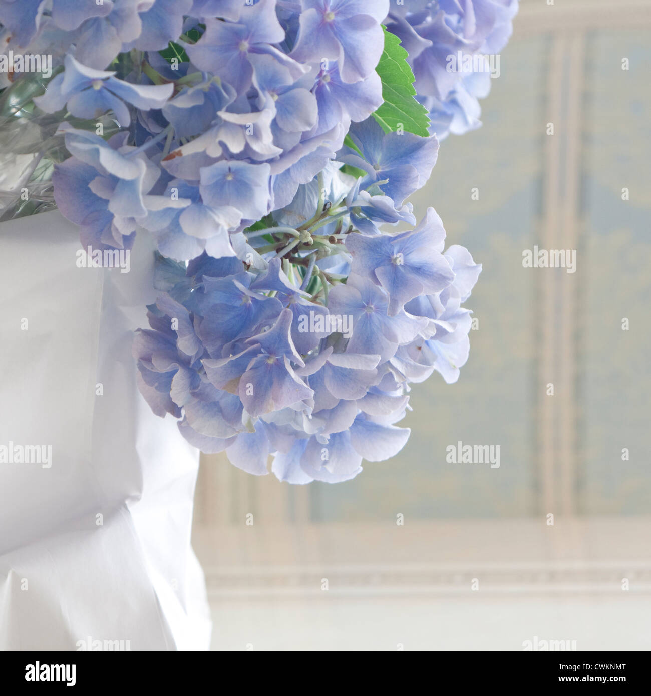 Blaue Hortensie auf einem Tisch Stockfoto