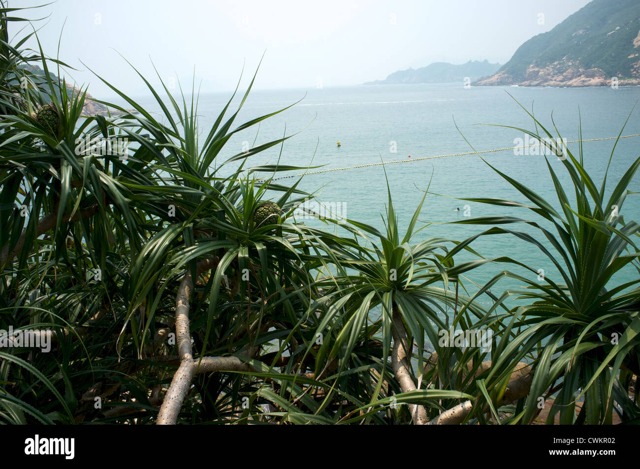 Screwpine (Pandanus) in Shek O, Hong Kong. 27-Aug-2012 Stockfoto