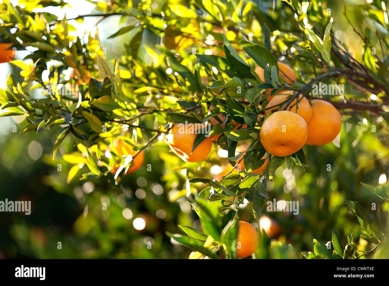 Reife Mandarinen auf dem Baum Stockfoto