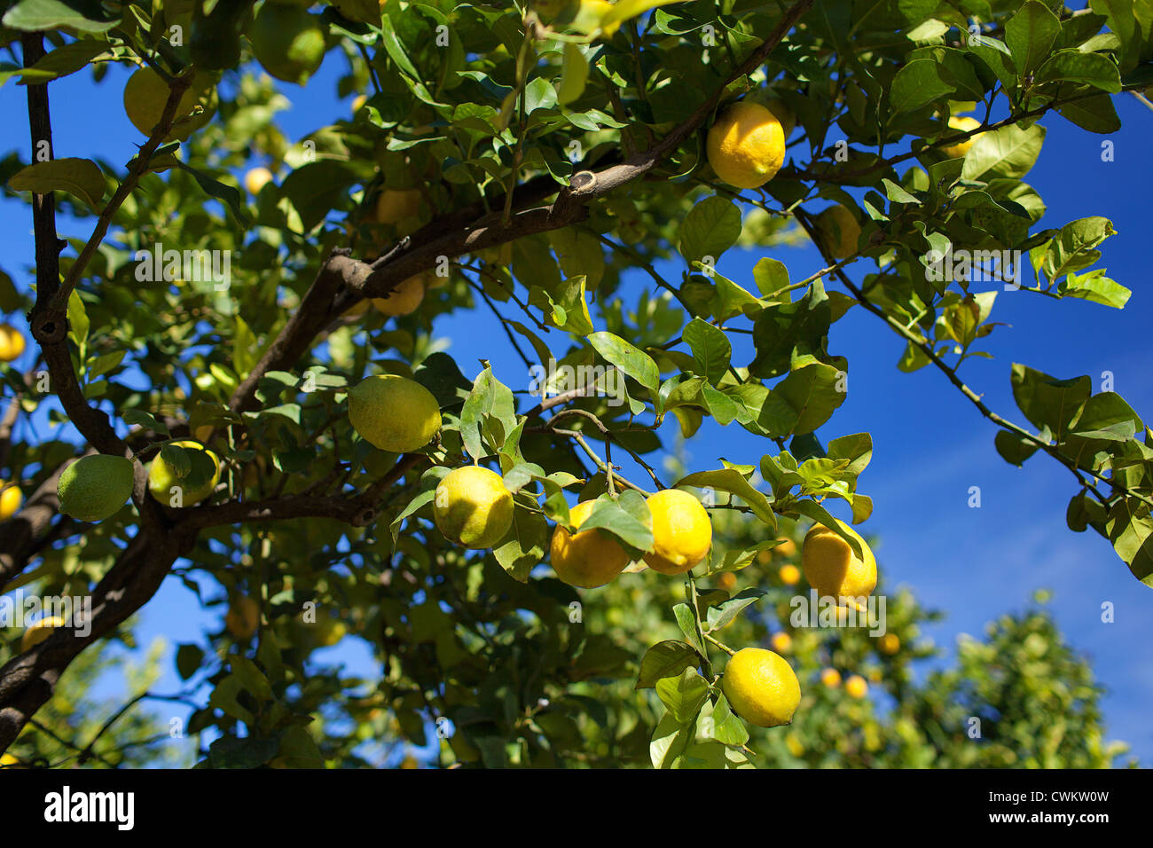 Zitronenbaum Stockfoto