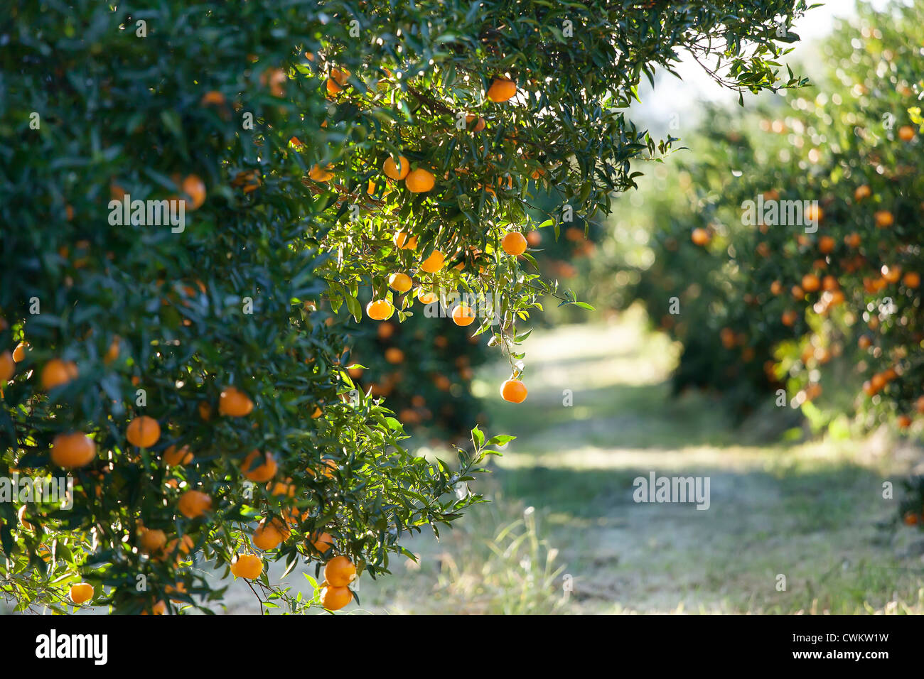 Mandarin orchard Stockfoto