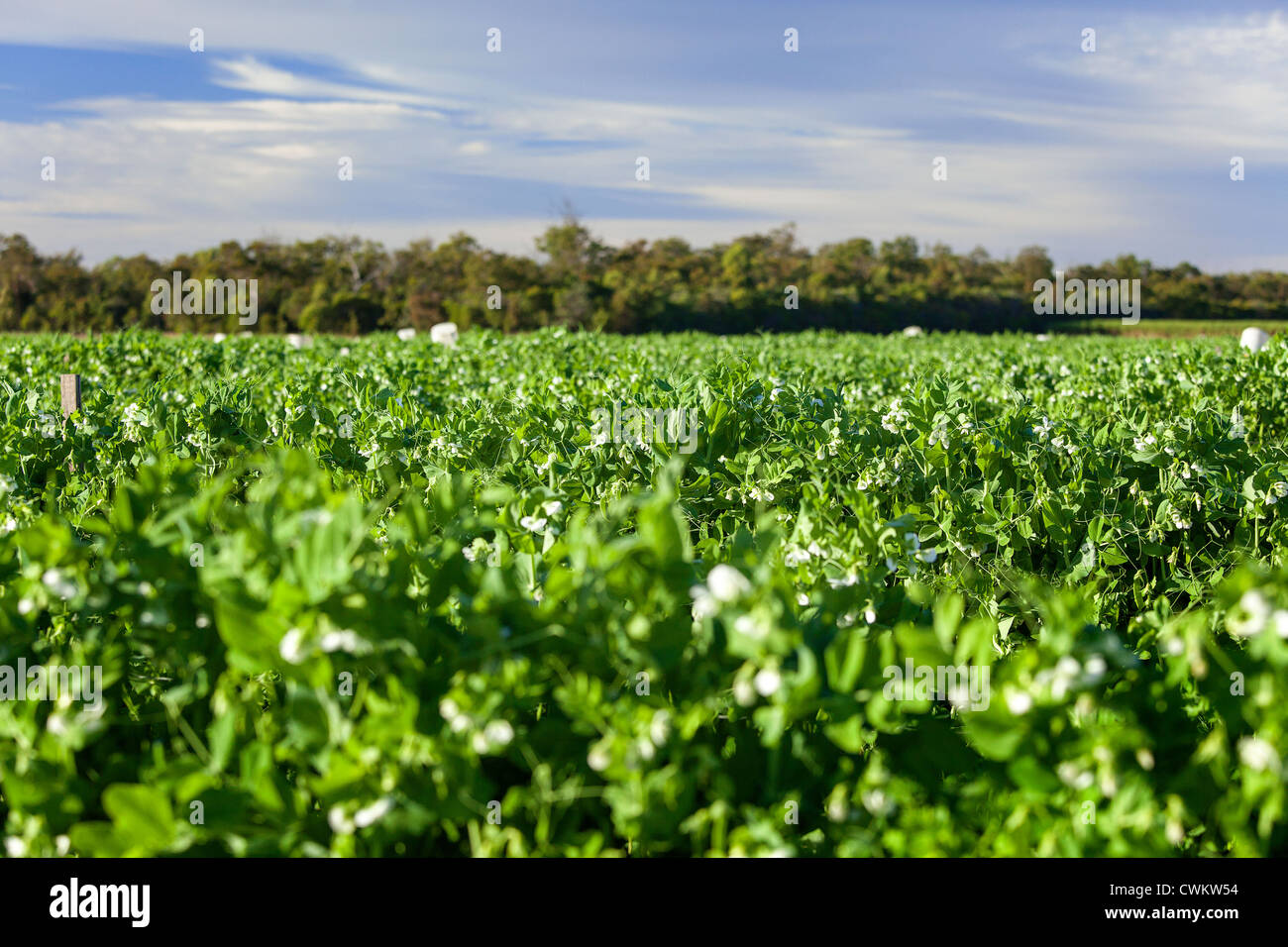 Zuckerschoten (Zuckerschoten) wachsen auf der Rebe auf einer kommerziellen Farm in Bundaberg Queensland Australien Stockfoto
