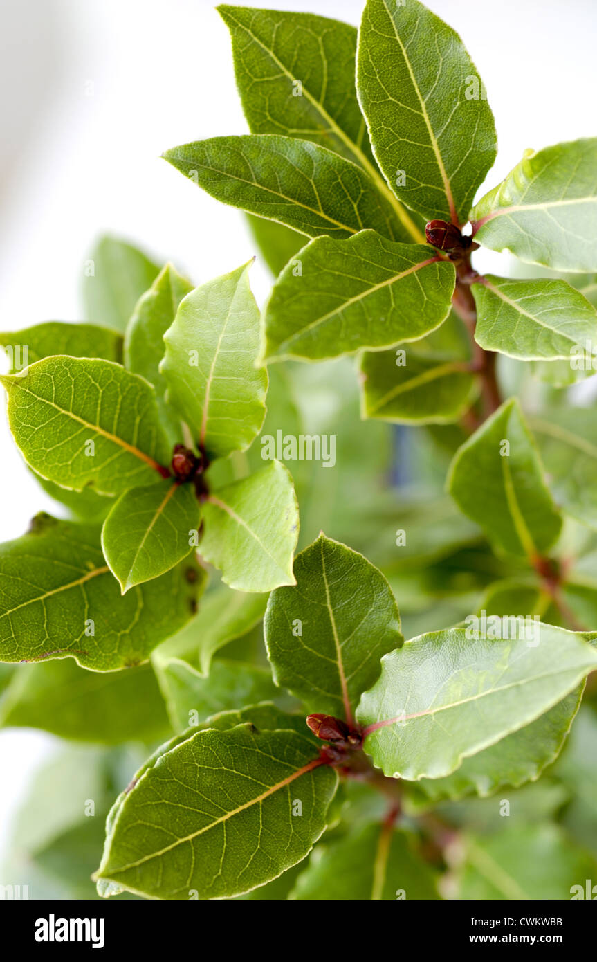 Laurus Nobilis Stockfotografie Alamy
