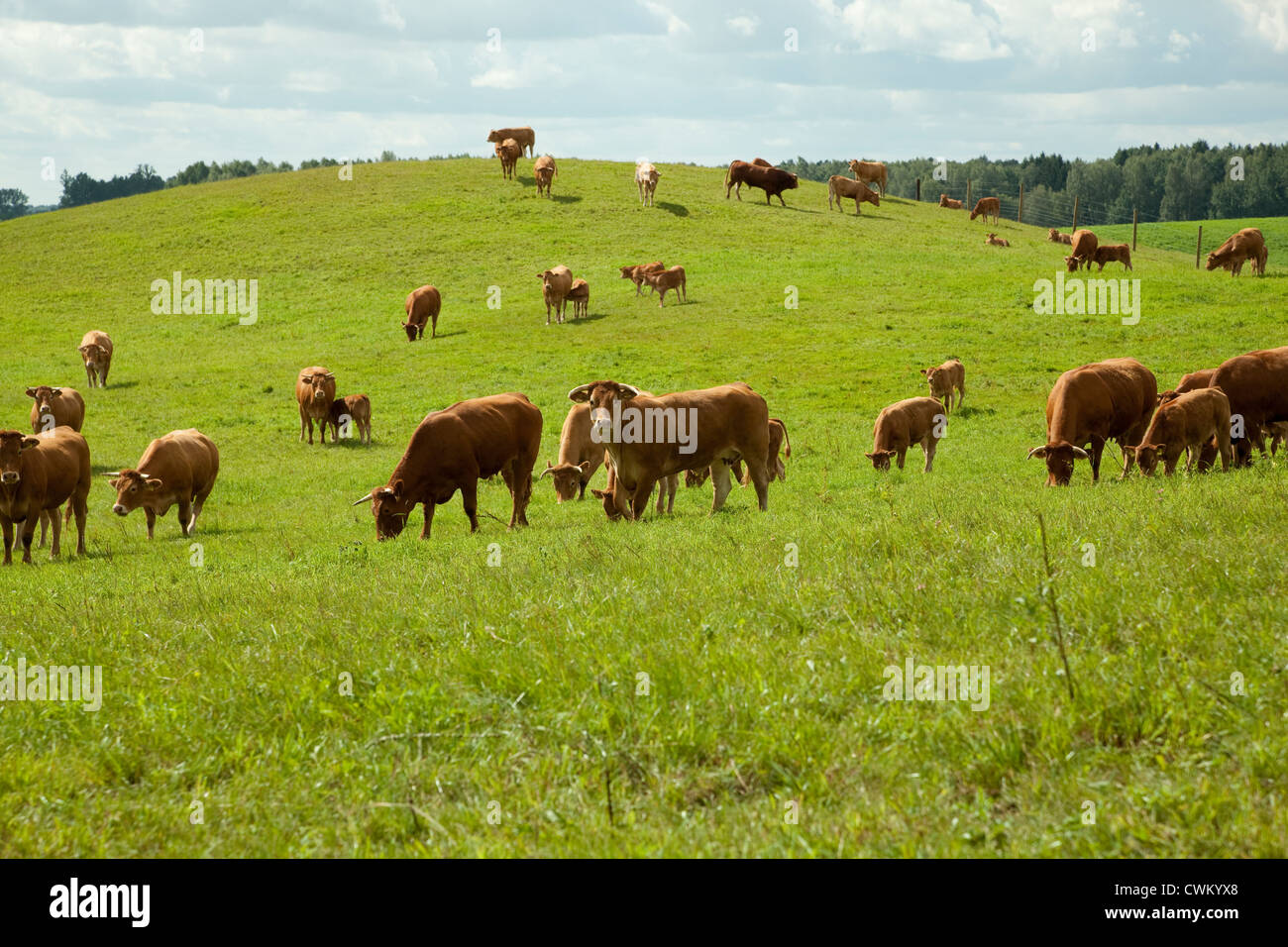 Rinderherde Rasse (Limousine) auf der grünen Weide Stockfoto