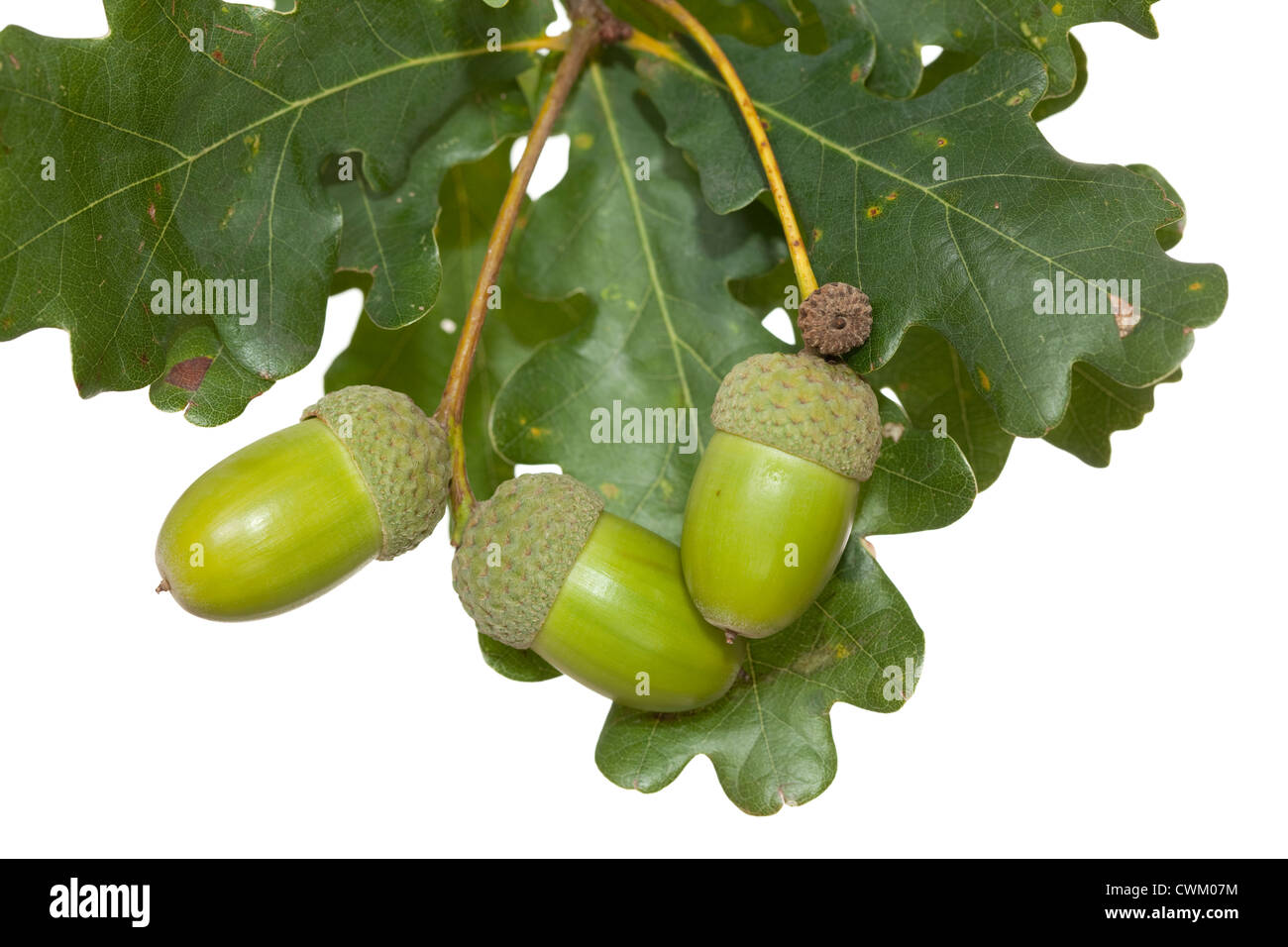 grüne Eichel mit Blatt auf weißem Hintergrund Stockfoto