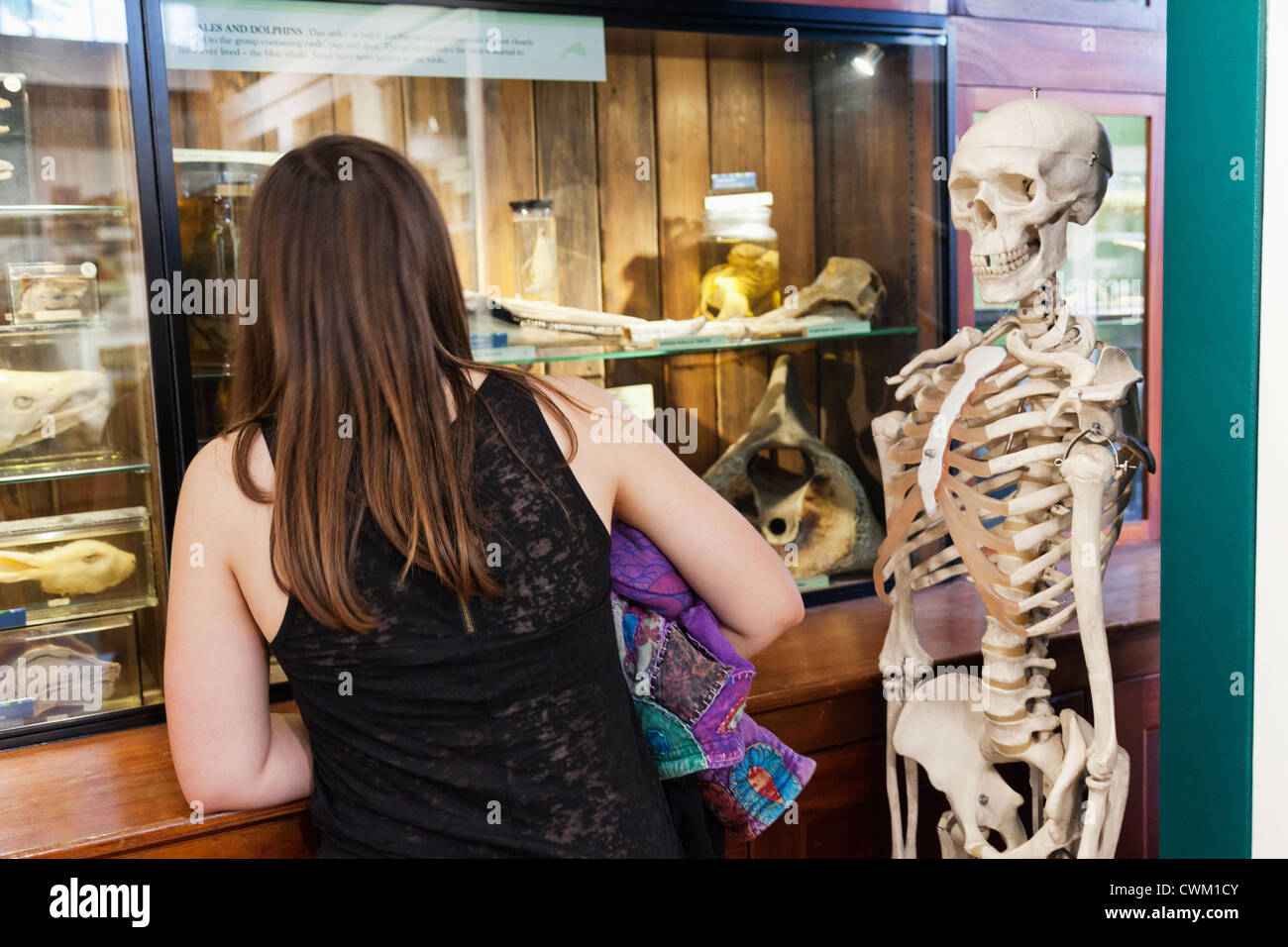 England, London, University College London, das Grant Museum für Zoologie, Besucher und menschliches Skelett Stockfoto