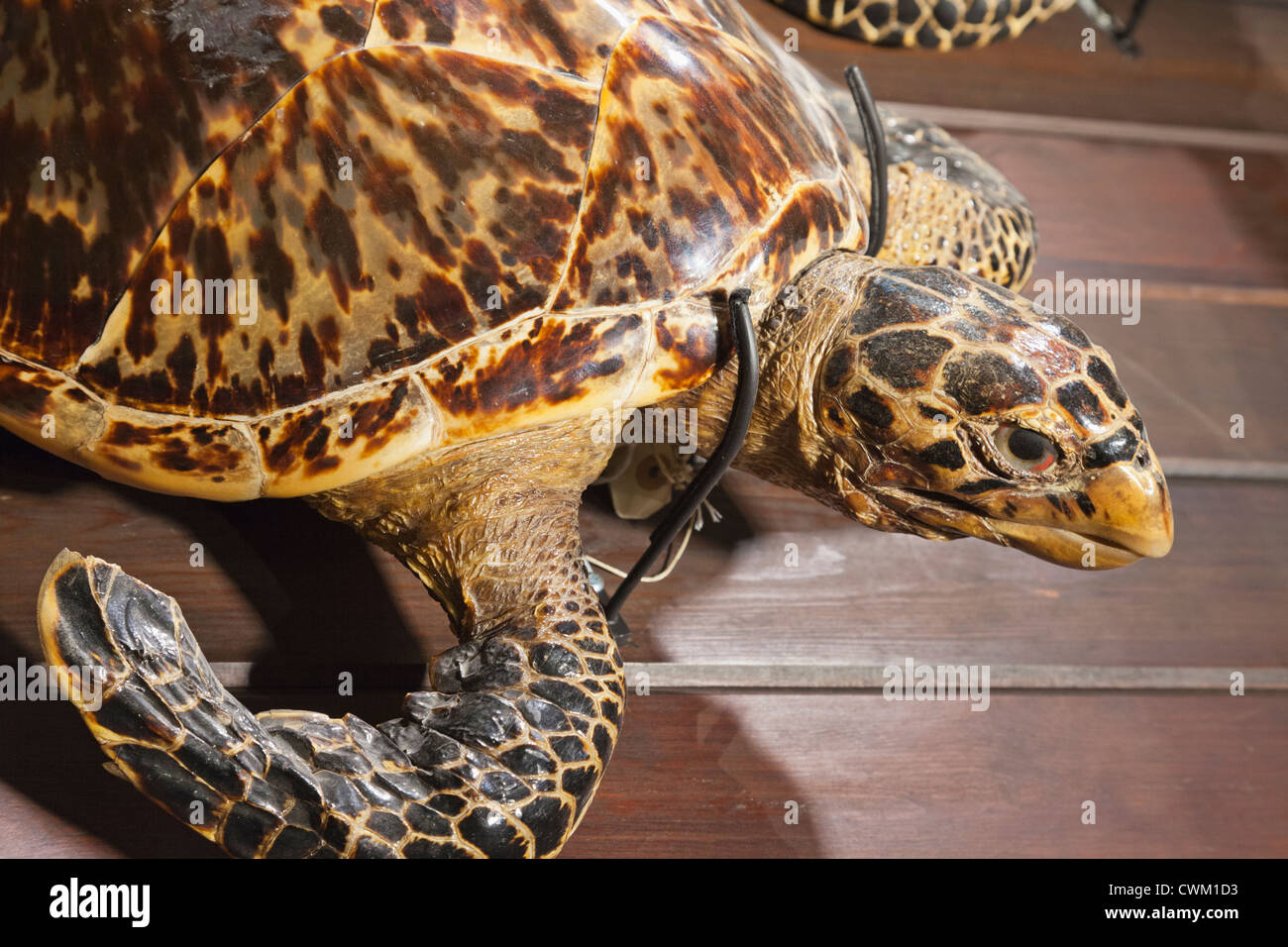 England, London, University College London, das Grant Museum für Zoologie, echte Karettschildkröte Stockfoto