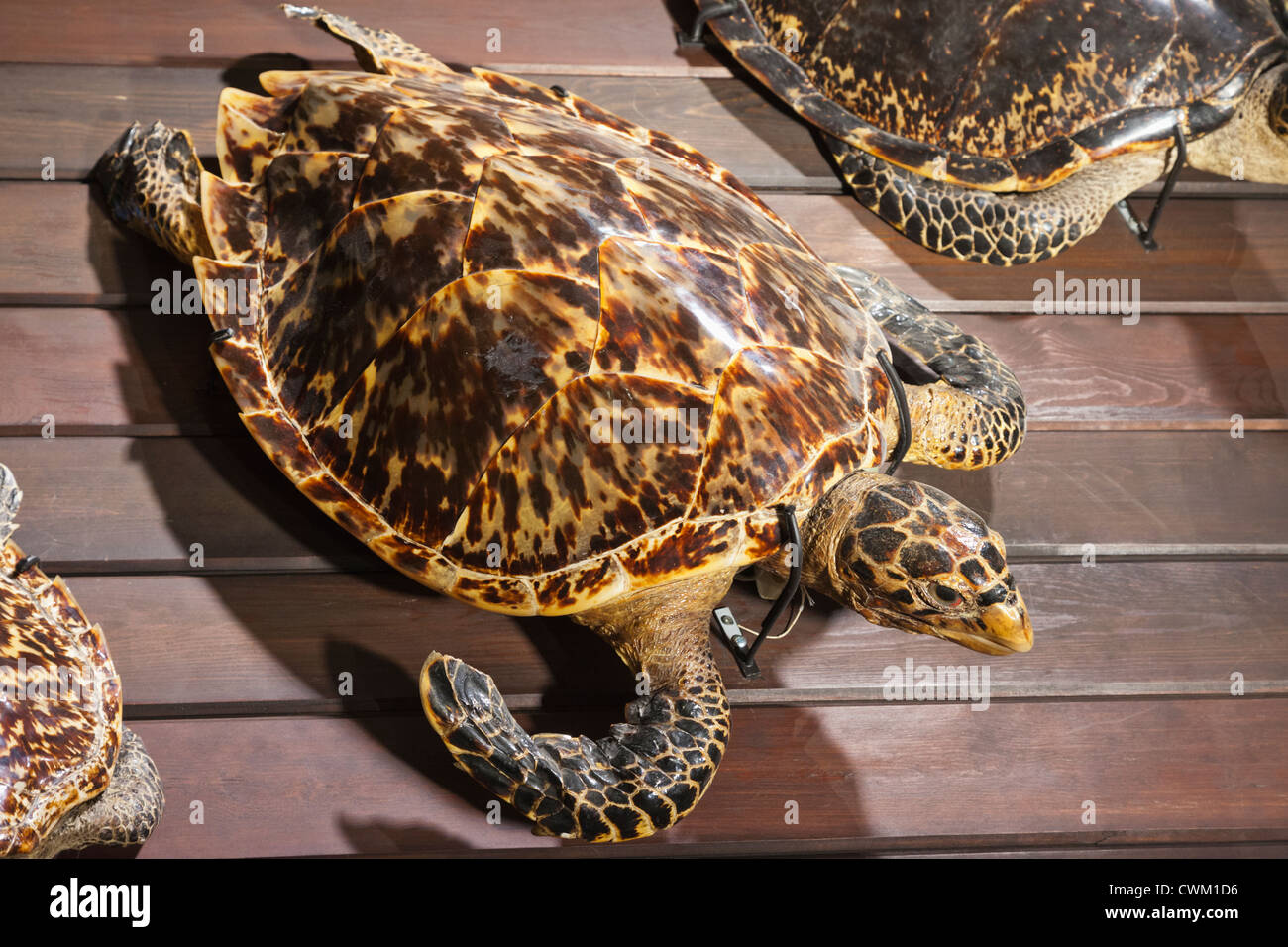 England, London, University College London, das Grant Museum für Zoologie, echte Karettschildkröte Stockfoto