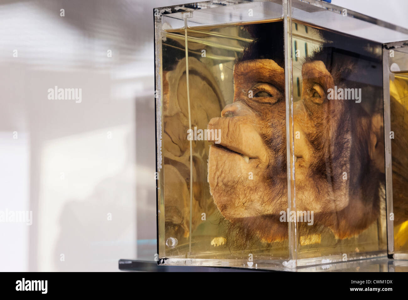 England, London, University College London, das Grant Museum für Zoologie, seziert Affenkopf Stockfoto