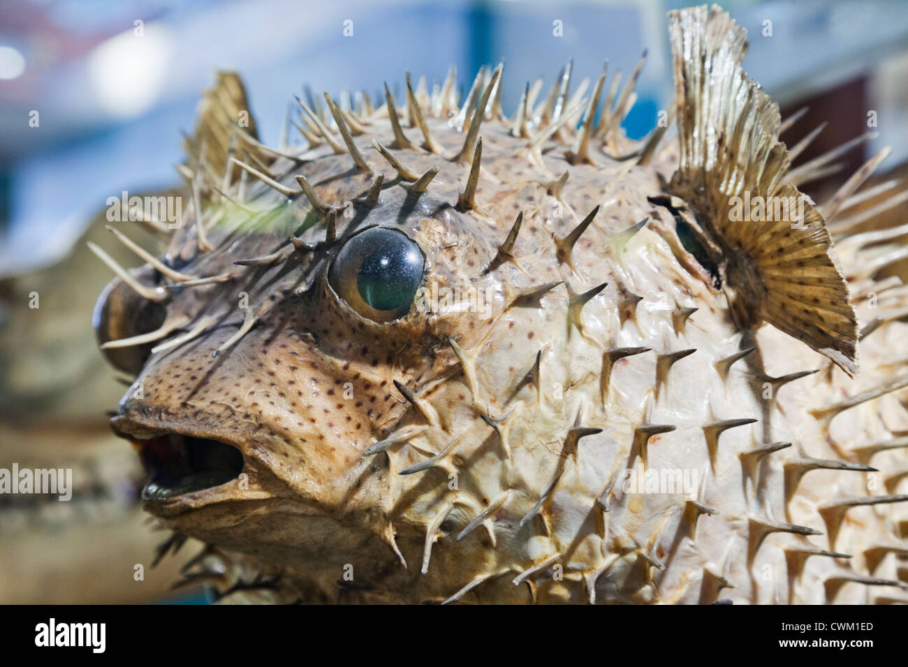 England, London, University College London, das Grant Museum für Zoologie, Kugelfische Stockfoto