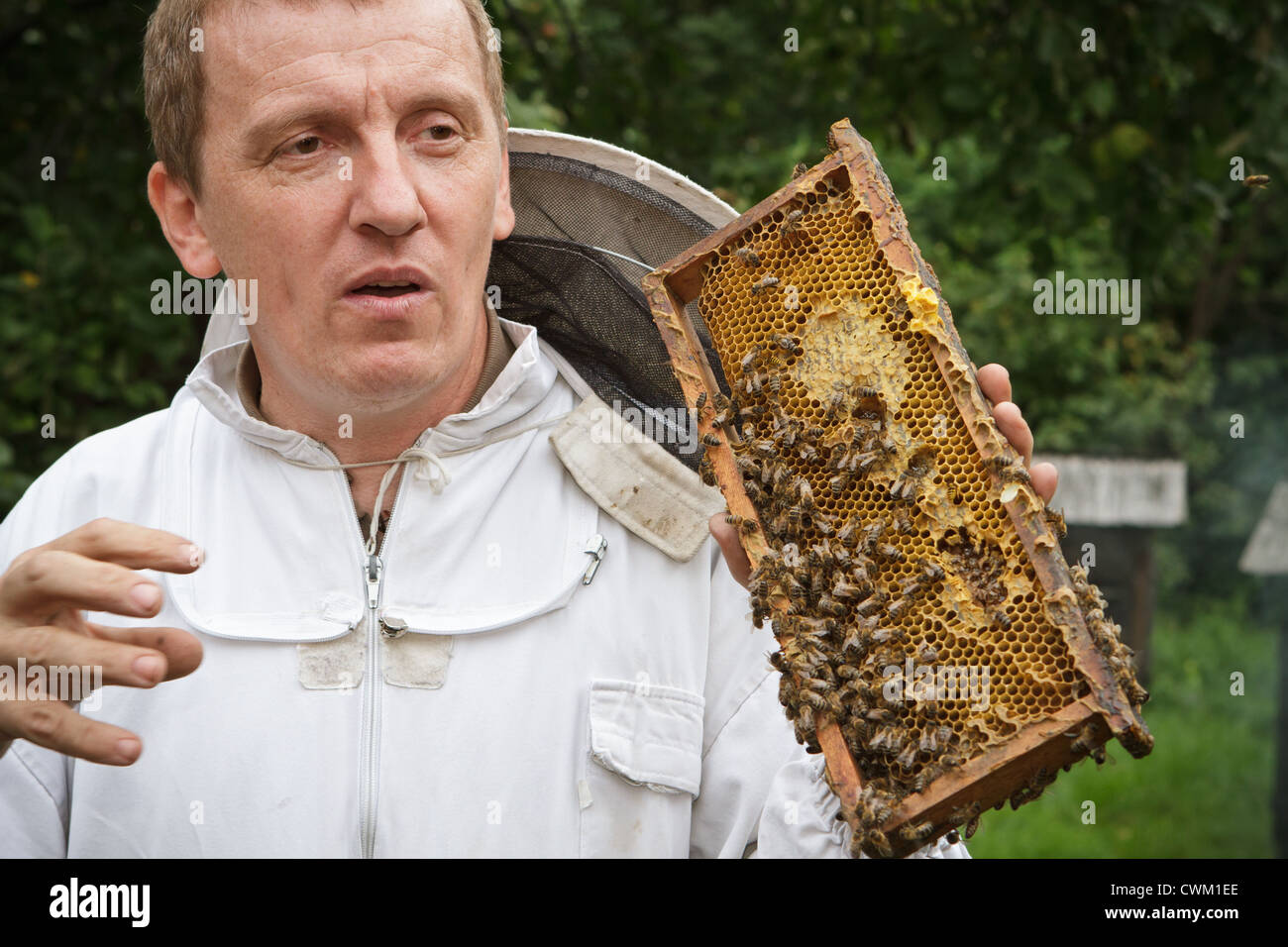 Imker präsentiert Bienenstock. Stockfoto