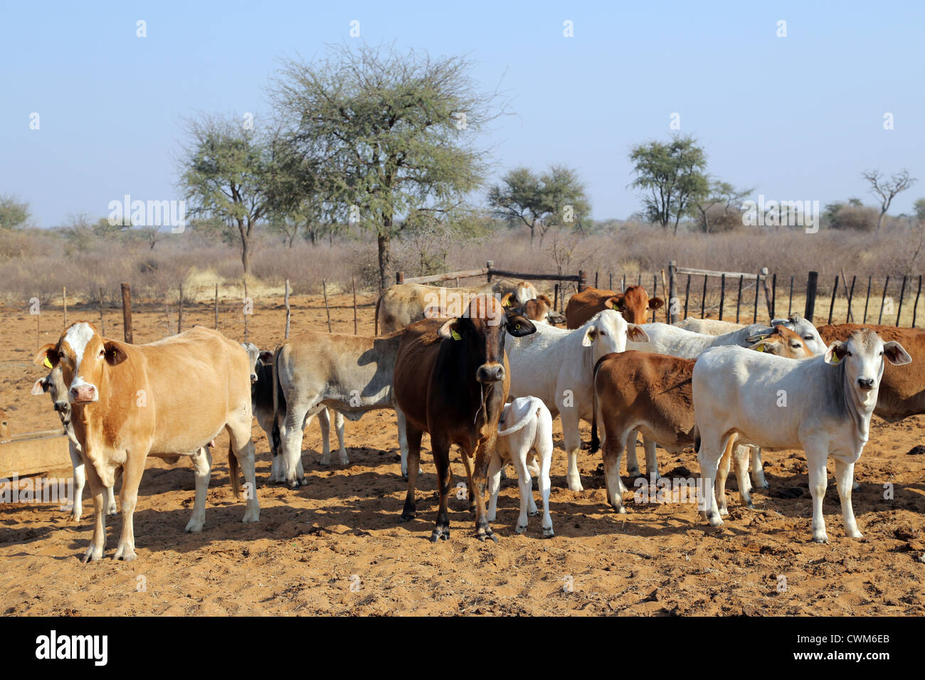 Kühe und Rinder auf sandigen Weide, Kalahari-Wüste, Namibia Stockfoto