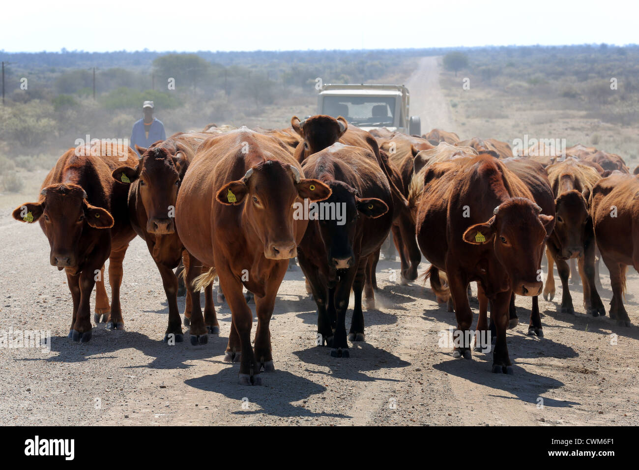 Rinderherde auf einer Straße in der Kalahari-Wüste, Namibia Stockfoto