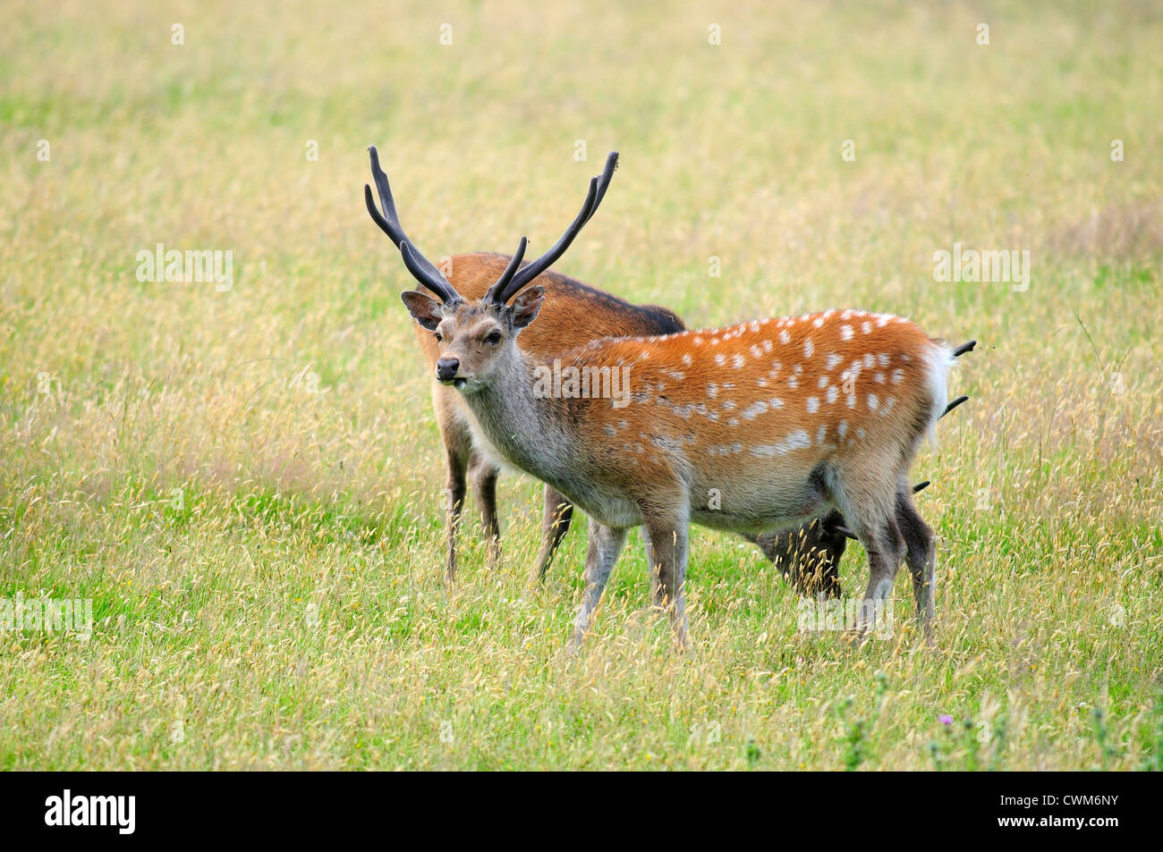 Zwei Sika Hirsche bei Arne Dorset UK Stockfoto