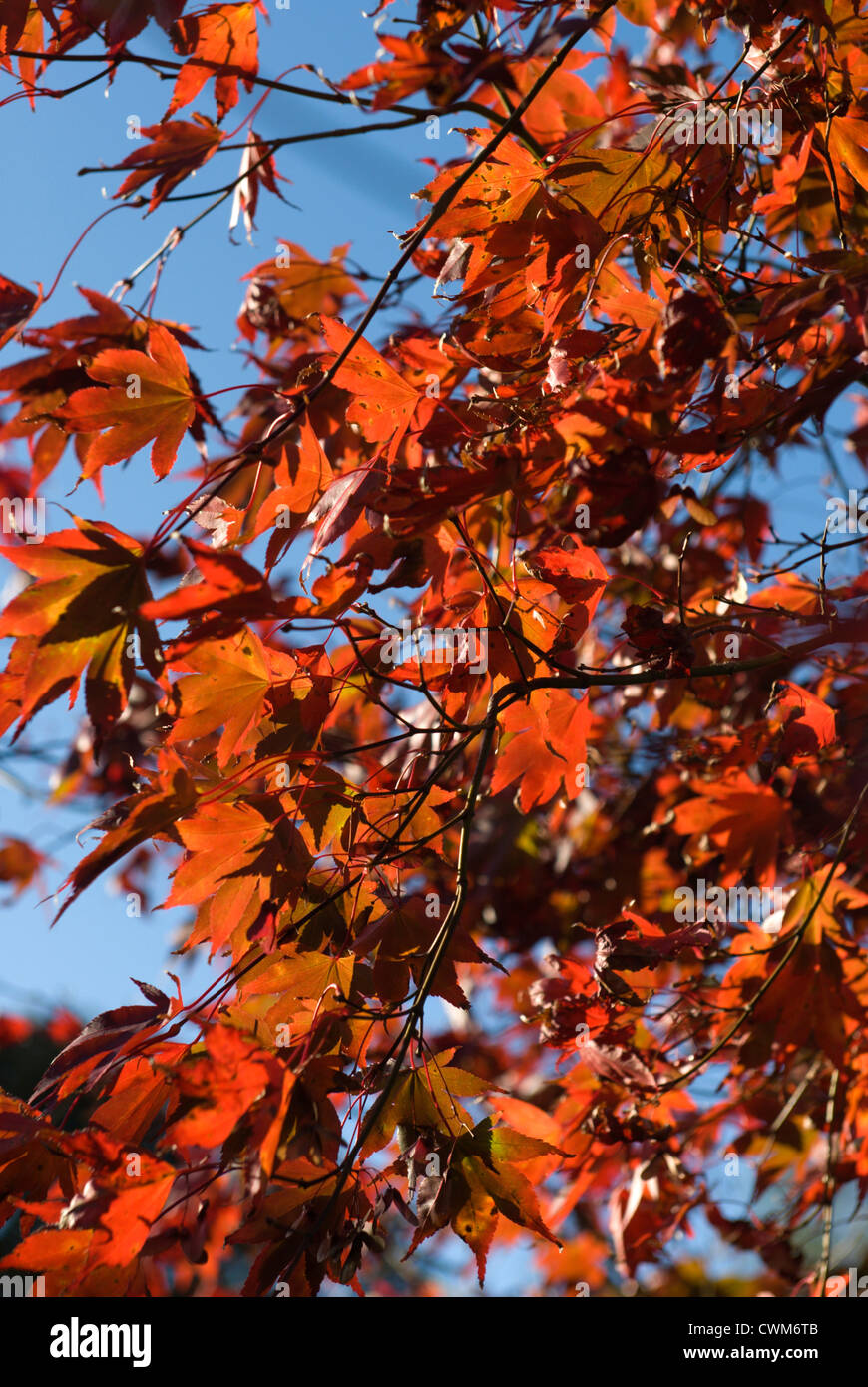 Herbstliche Farben auf einem Acer Palmatum bei strahlendem Sonnenschein Stockfoto