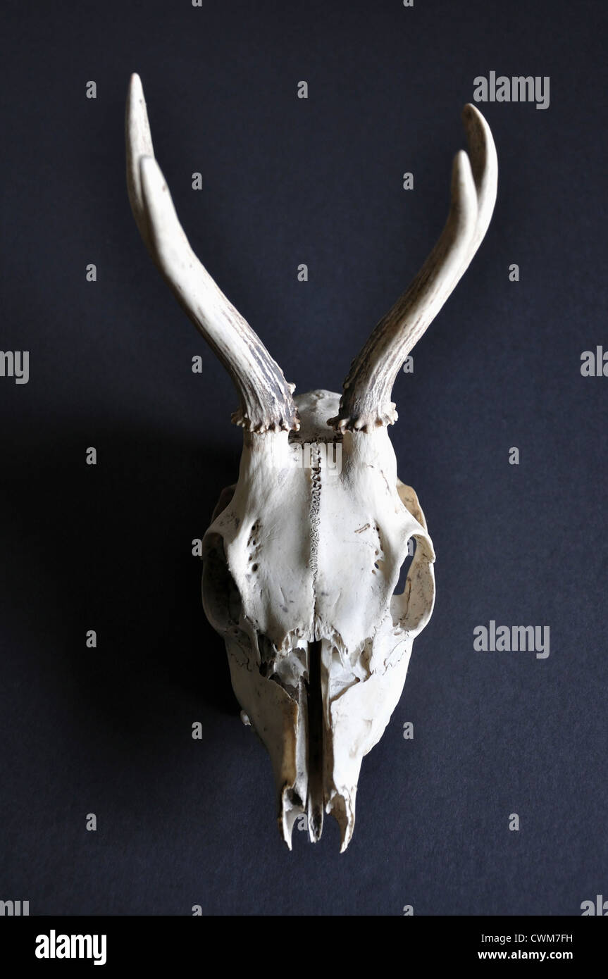 Schädel der Hirsche auf schwarzem Hintergrund Stockfoto