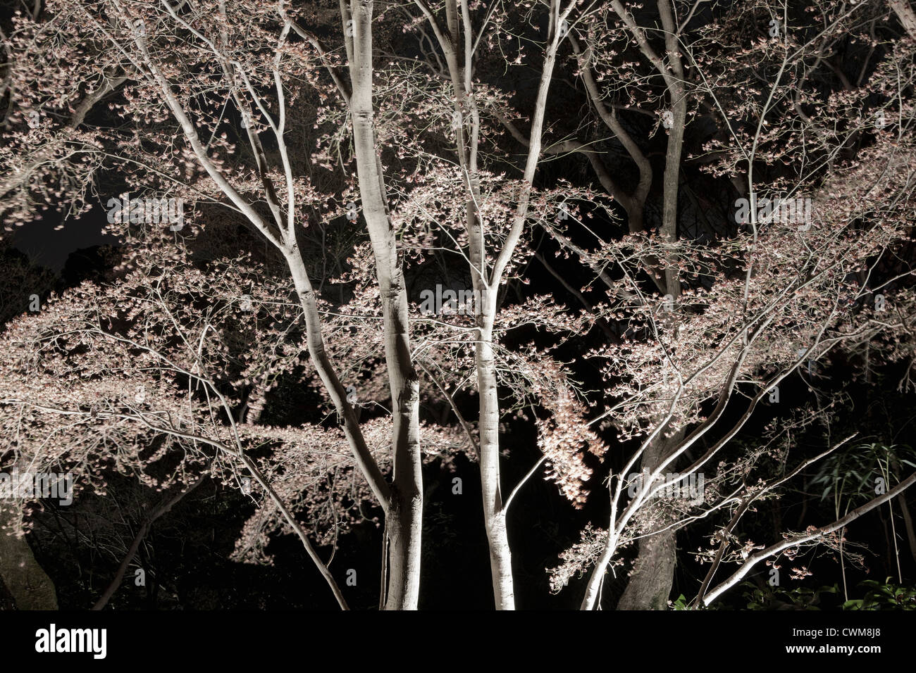 Japan, Kyoto, Blick auf Bäume in der Nacht Stockfoto
