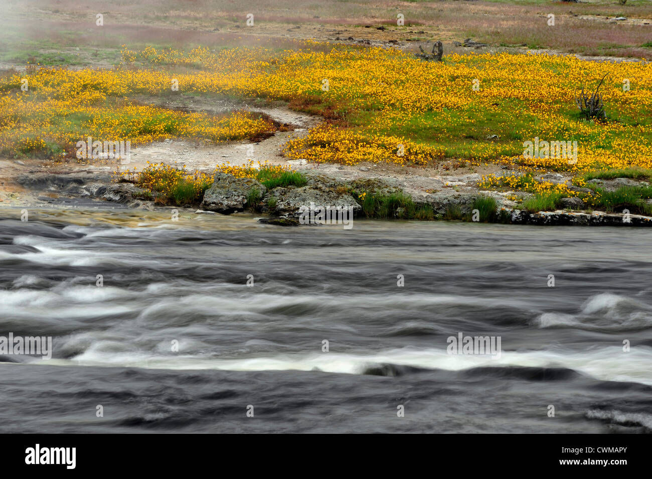 Firehole River mit Monkey Blumen - Keks Geyser Basin, Yellowstone-Nationalpark, Wyoming, USA Stockfoto