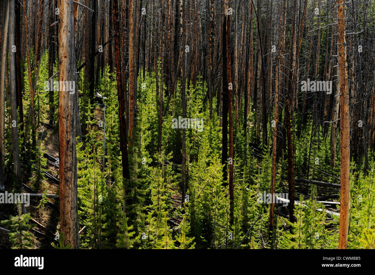 Regenerierende Wald in der Nähe von Virginia Kaskaden, Yellowstone-Nationalpark, Wyoming, USA Stockfoto