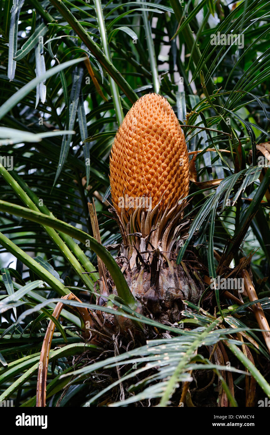 CYCAS Rumphii Königin Sagopalme Kandy "Sri Lanka" Stockfoto