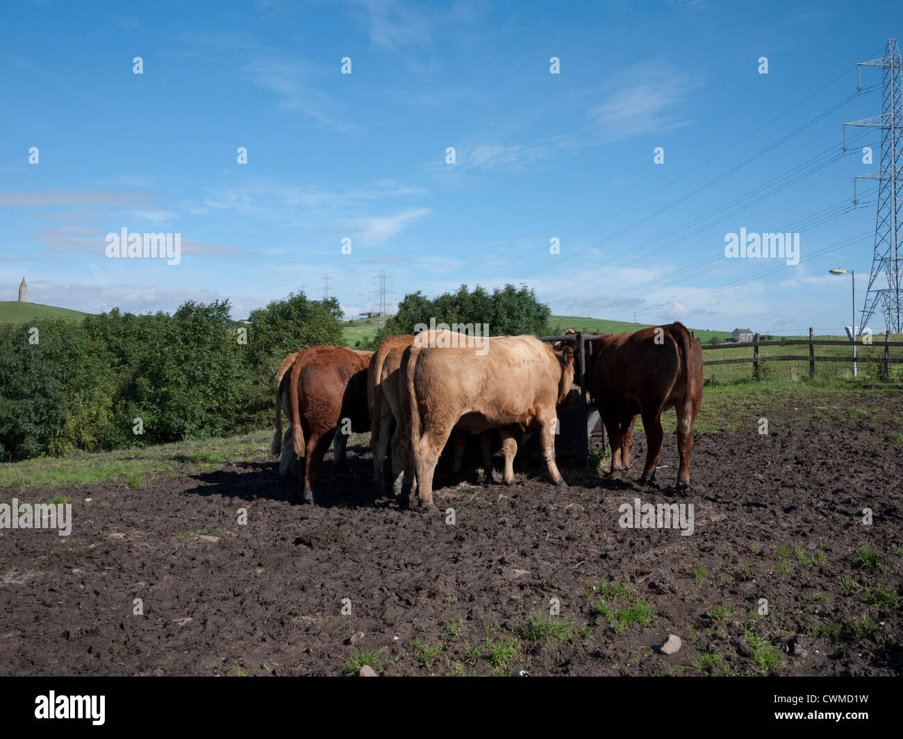 Rindfleisch-Vieh füttern, Tameside, England, UK. Stockfoto