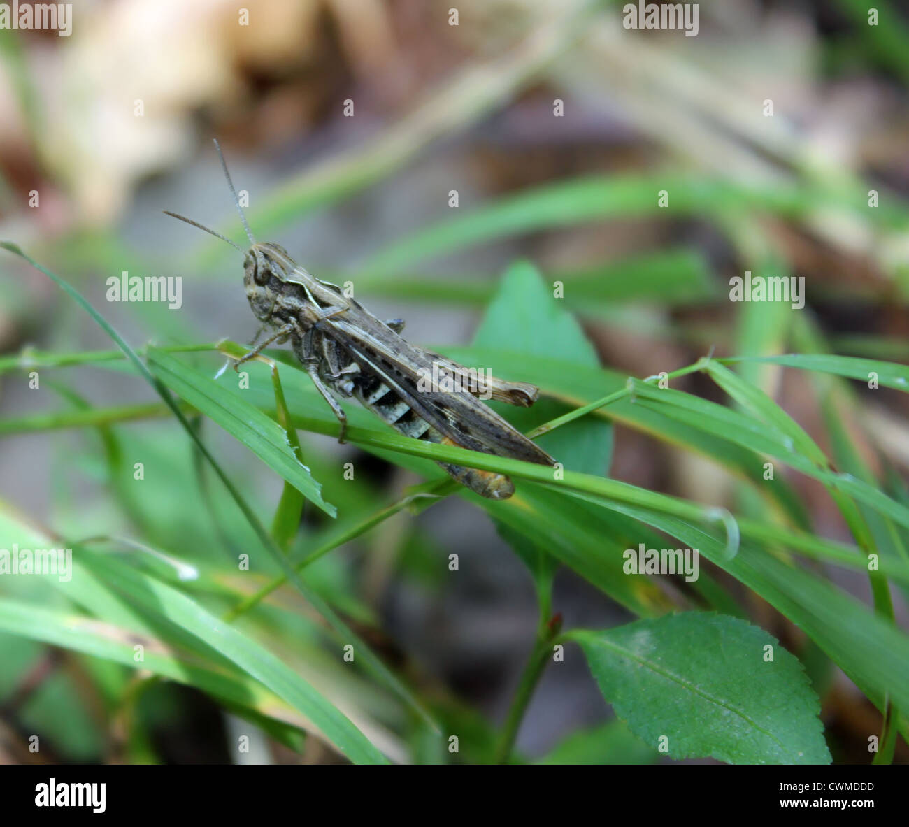 Heuschrecken Insekten Fehler Wald Garten Baume Grun Rasen