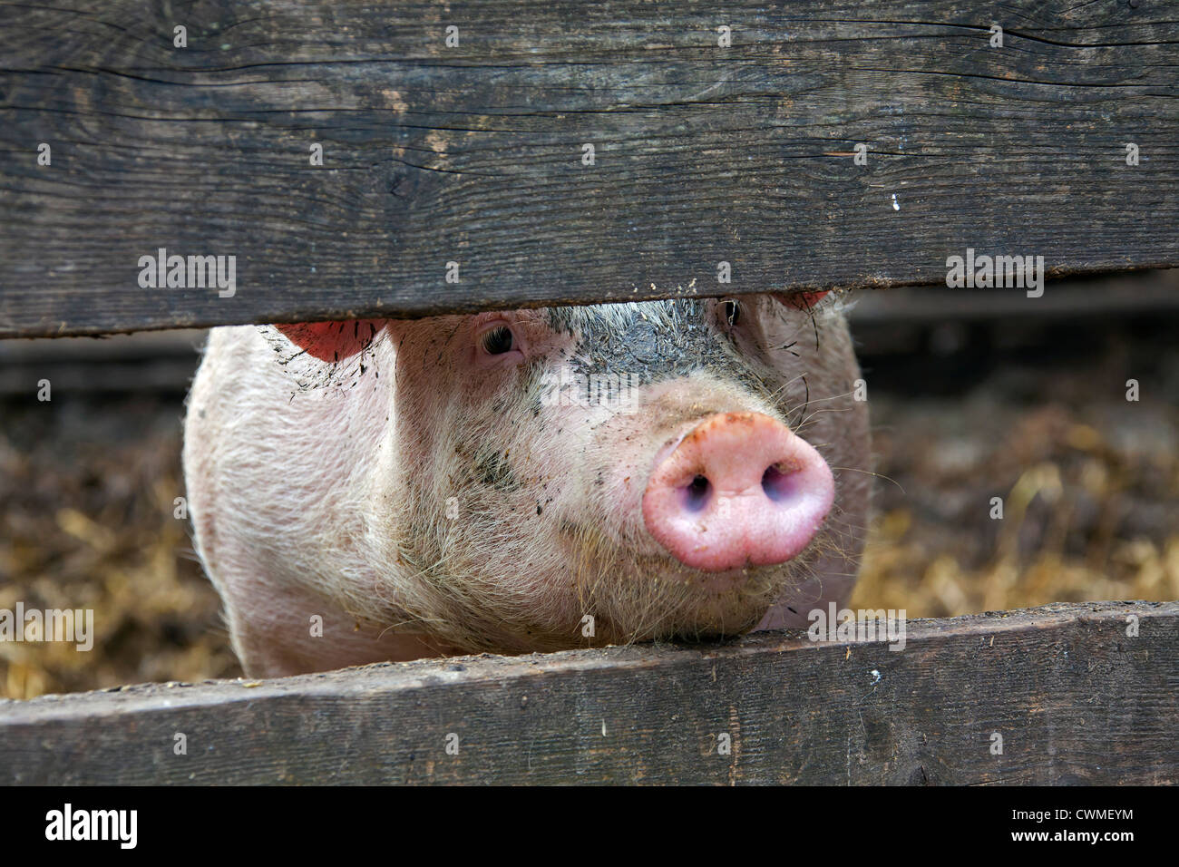 Neugierig Hausschwein (Sus Scrofa Domesticus) Blick durch Bretter Holzzaun, Deutschland Stockfoto