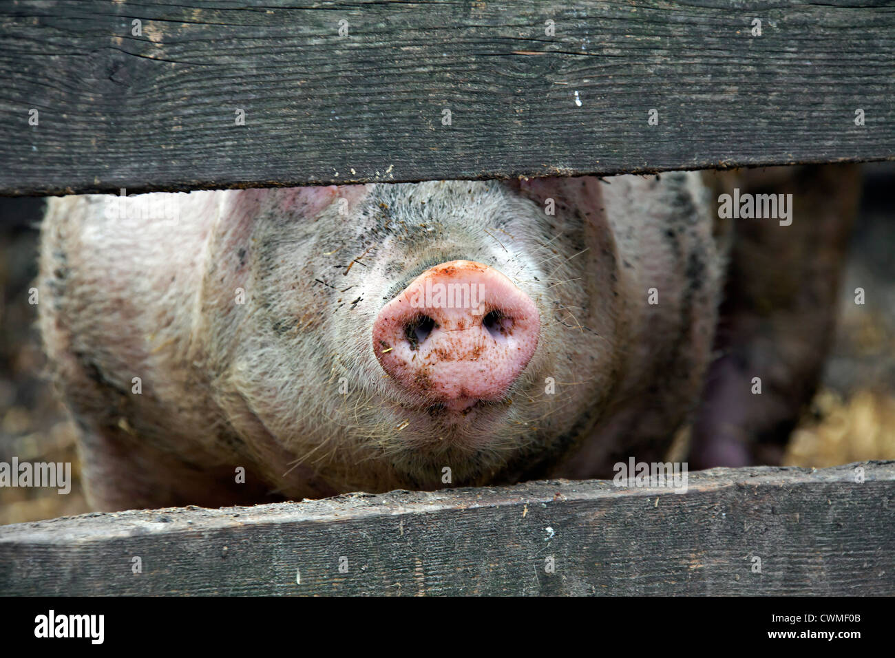 Neugierig Hausschwein (Sus Scrofa Domesticus) peeping durch Bretter Holzzaun, Deutschland Stockfoto