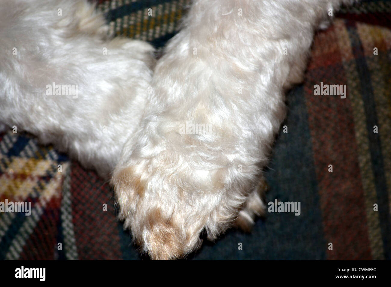Malteser Shih Tzu mit Unterbiß Stockfoto, Bild 50238368 Alamy