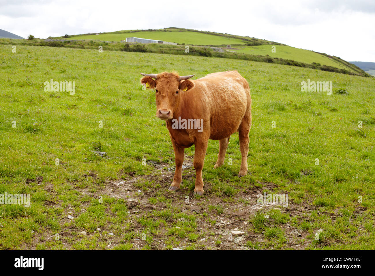Kuh mit Hörnern in einem Feld Stockfoto