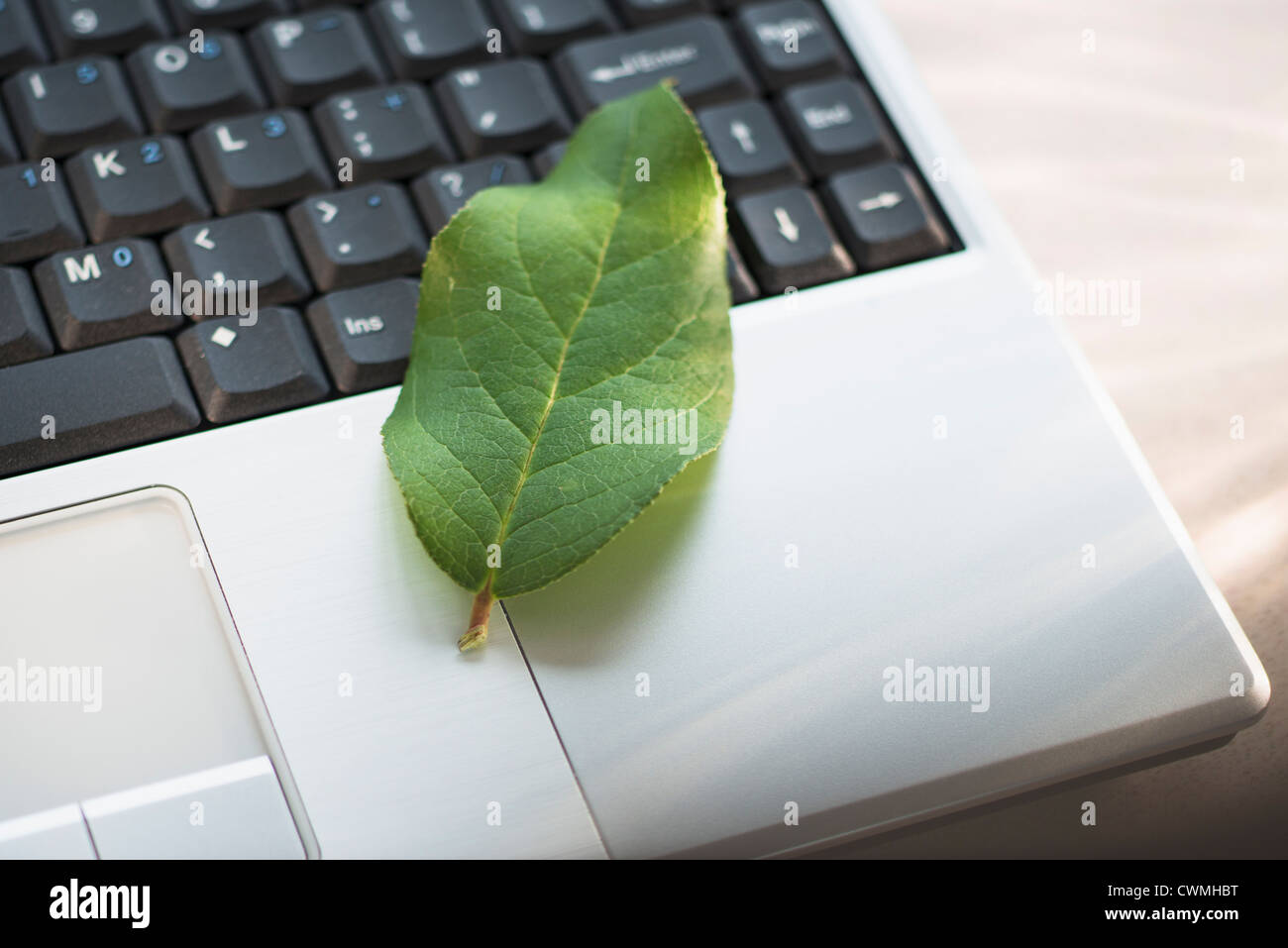 Grünes Blatt auf Laptop Stockfoto