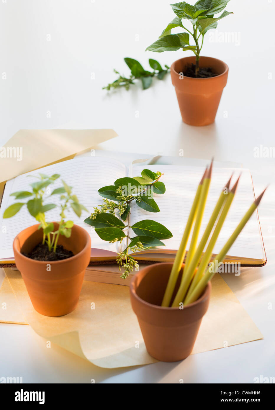 Topfpflanzen, Notebook und Bleistifte im Blumentopf Stockfoto
