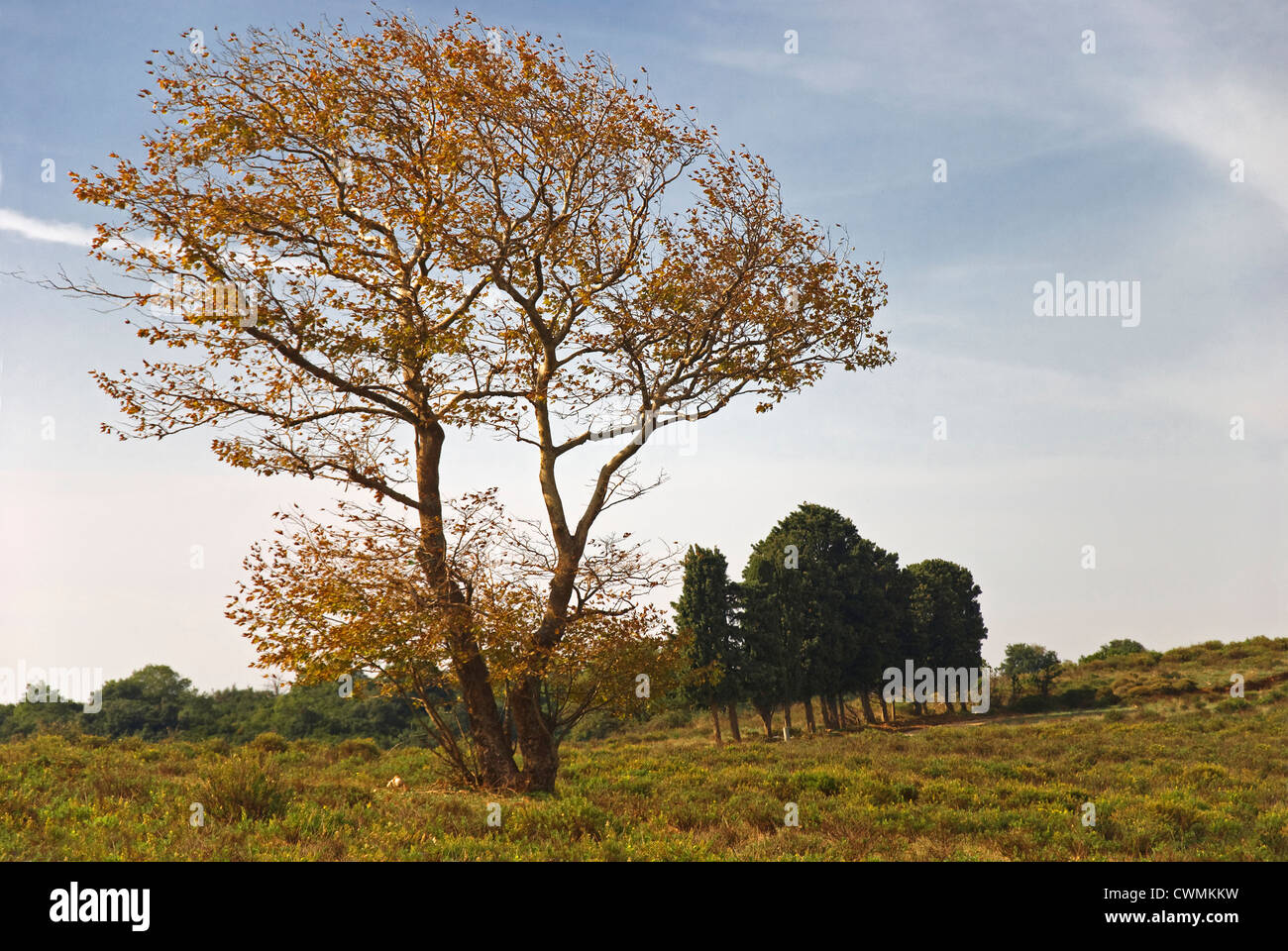 Platane mit Herbstlaub Stockfoto