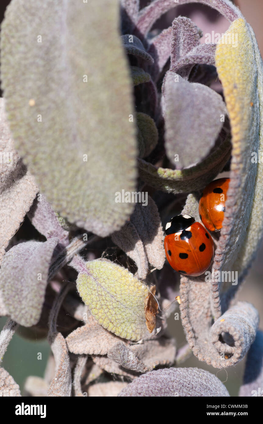 Über überwinternde 7 entdeckt Marienkäfer (Coccinella 7-Trommler) in einer Salbei Pflanze Stockfoto