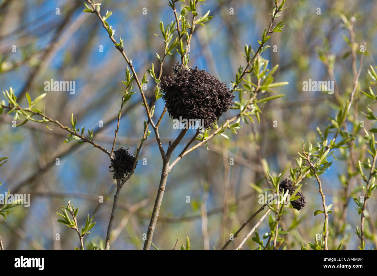 Parasitäre Wachstum auf Weide (Salix Spp) Stockfoto